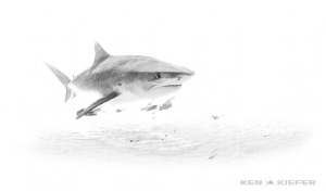 Tiger Shark in the Bahamas
Canon 5D3 w 8-15mm
 by Ken Kiefer 